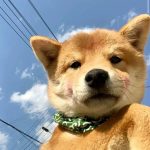 猿柒-牛翰网