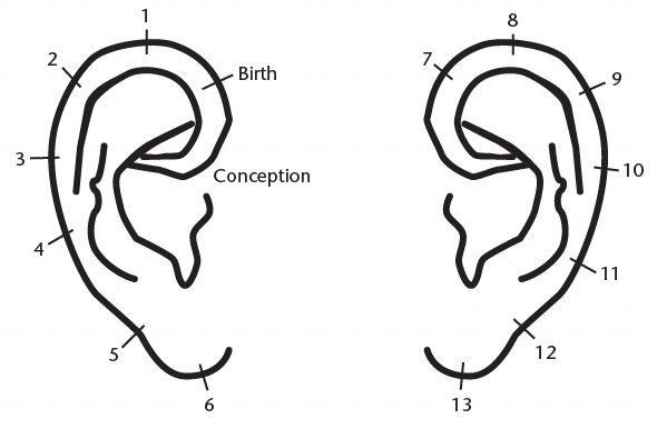 面相快速入门教程3面部与年龄-牛翰网