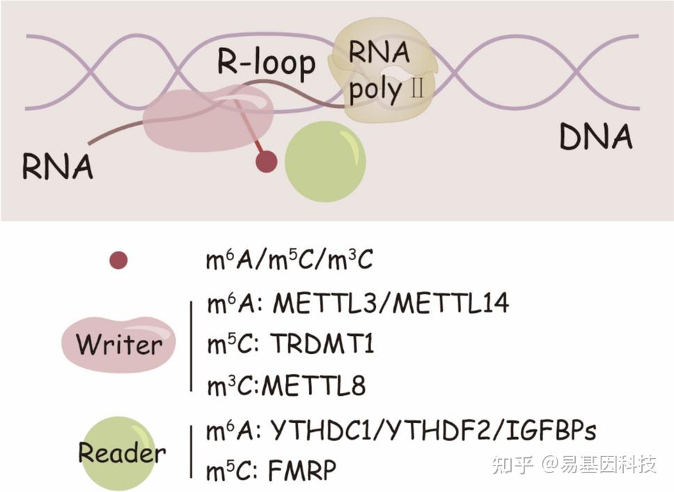 易基因：RNA甲基化修饰和R-loop的交叉调控：从分子机制到临床意义｜深度综述-牛翰网