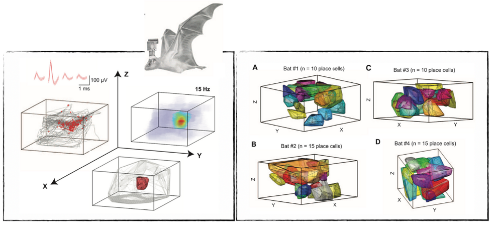 意识是从大脑的导航系统里出现的—AI的意识会不会也这样出现的？-牛翰网